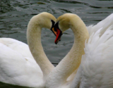 A List of Animals That Mate for Life, See Who Made the List