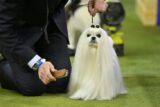 Is the Maltese a Good Fit for Your Lifestyle?