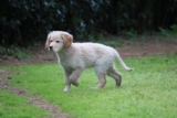 What Healthy Dog Poop Should Look Like (and What Diet Can Tell You)