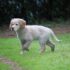 10 Common Dog Nutrition Myths Debunked by Science