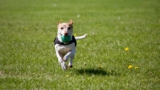 How Nutrition Affects Dog Immune System Support
