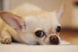 Why Dogs Dog Appetite Loss Happen (and How Food Texture and Aroma Can Help)