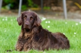 How Nutrition Impacts Your Dog’s Skin and Coat