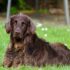 How to Build an Engaging Dog Mealtime Routine