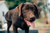 10 Common Dog Nutrition Myths Debunked by Science