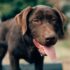 What Healthy Dog Poop Should Look Like (and What Diet Can Tell You)