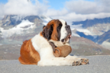 St. Bernard Barrel: What’s Really Inside? (Hint: Not Brandy)